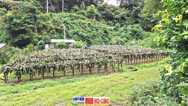 苗栗農地-3