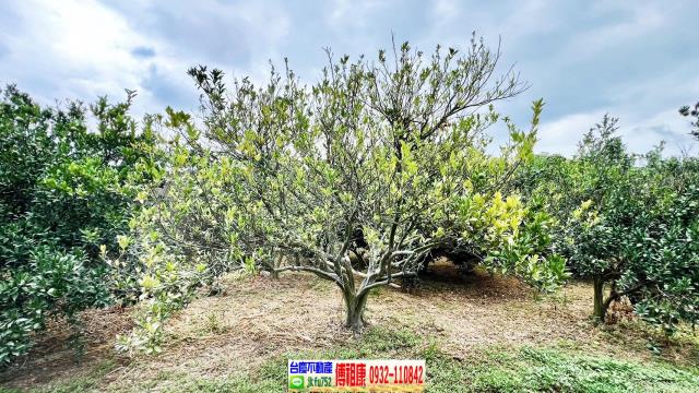 新竹峨眉農地-5