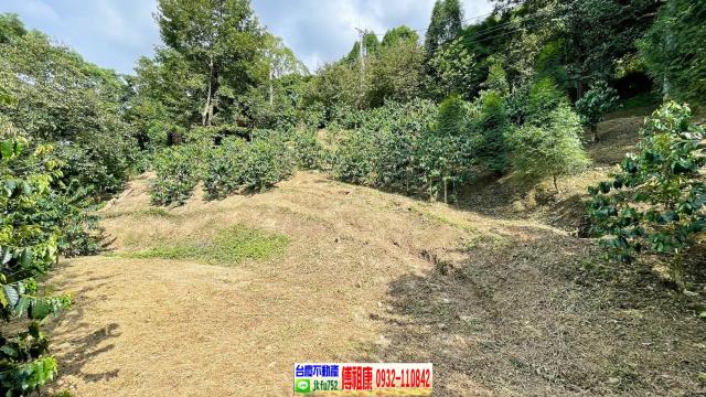 橫山林地-1
