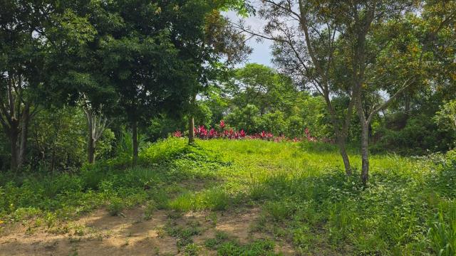 北埔農地-11