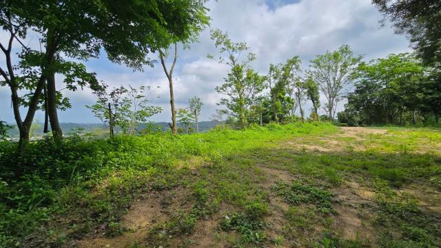 北埔農地-5