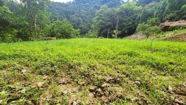 新竹竹東農地-1