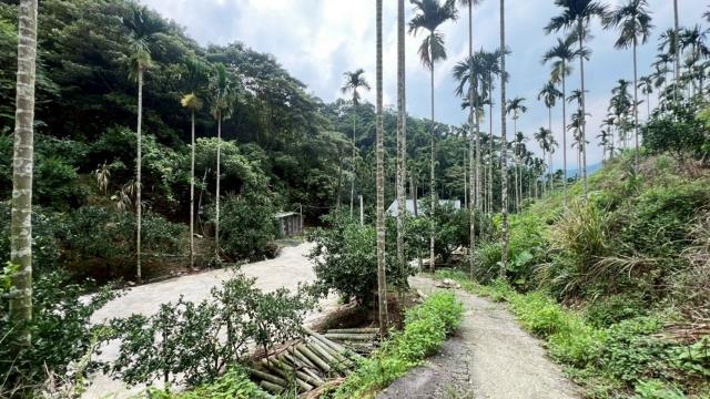 新竹關西農地-13
