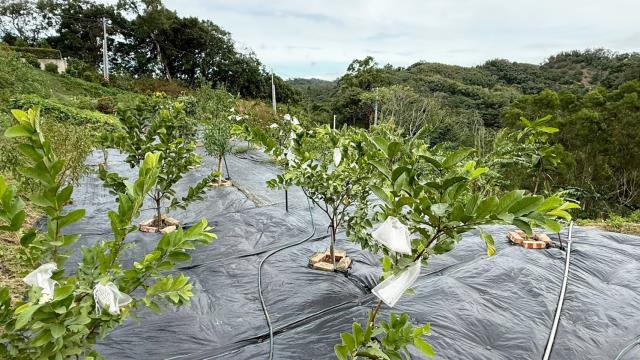 新竹寶山農地-10