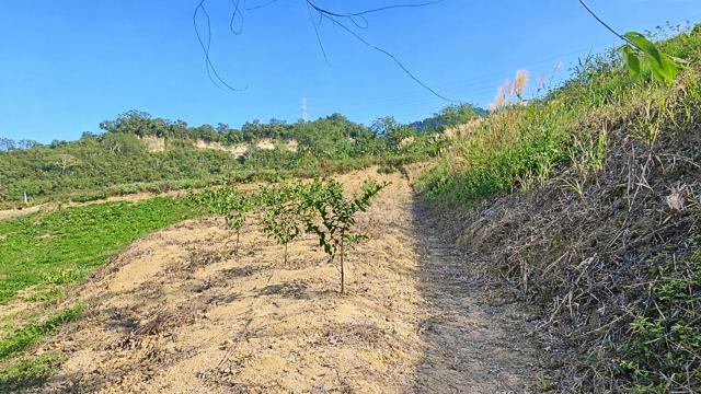 新竹北埔農地-2