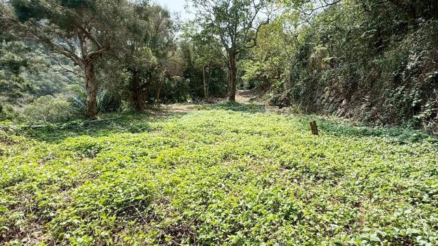 新竹關西農地-4