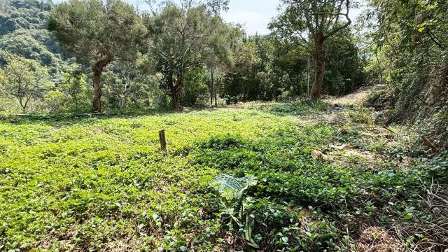 新竹關西農地-5