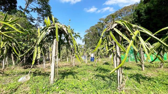 新竹峨眉農地-1