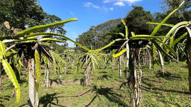 新竹峨眉農地-8